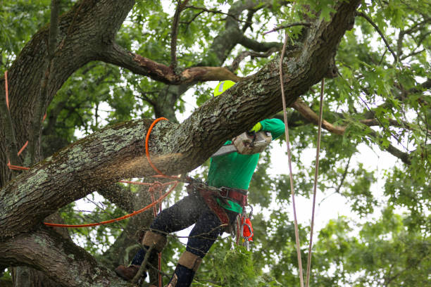 Lawn Watering Services in Frostproof, FL